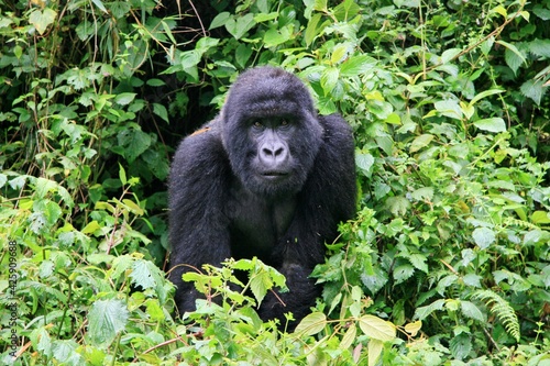 Closeup portrait of endangered Mountain Gorilla (Gorilla beringei beringei) in Volcanoes National Park Rwanda.