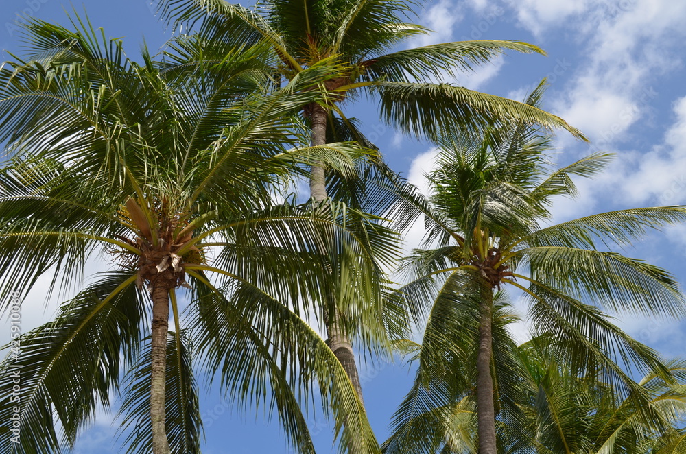 coconut palm trees