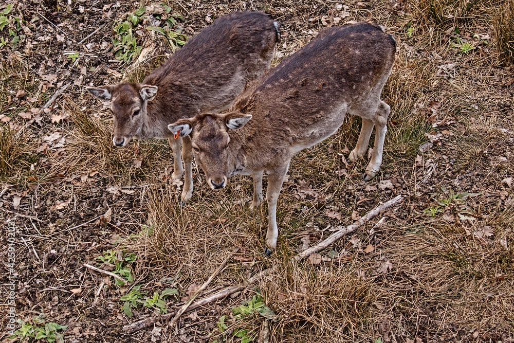 European fallow deer Animals deer European fallow deer Animals deer