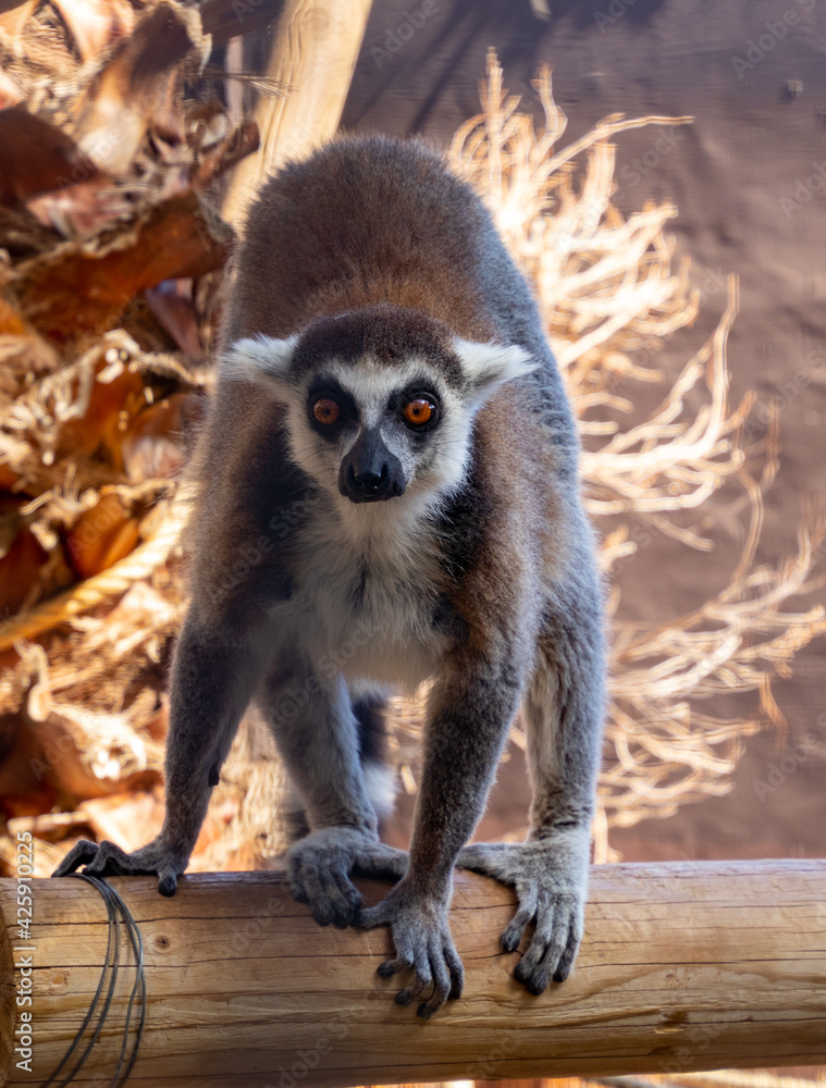 A ring-tailed lemur on a log watches us A ring-tailed lemur on a log watches us