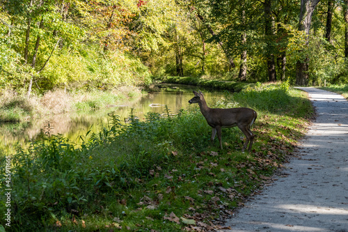 Obraz na plátně Deer Heads Toward River along Towpath Trail