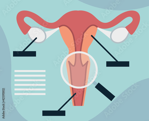 anatomy female reproductive