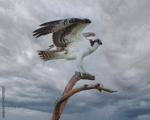 Osprey just landed on a perch, gray clouds in background