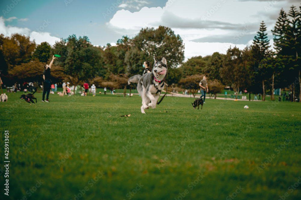husky dog running in the park with tongue out husky dog running in the park with tongue out