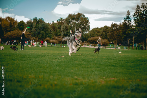 husky dog ​​running in the park with tongue out