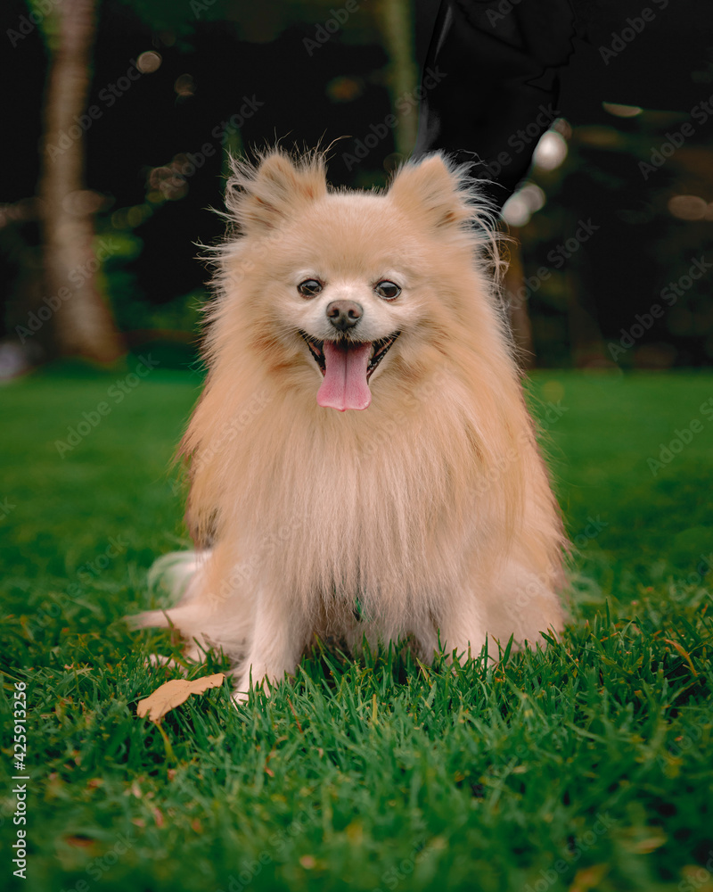 pomeranian puppy dog ​​sitting with tongue out in the park