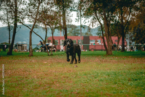 black cocker spaniel dog walking on the grass with trees in the background
