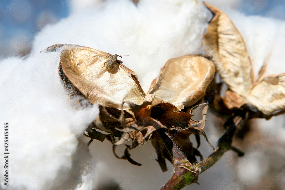 Fototapeta premium Cotton boll weevil on cotton field