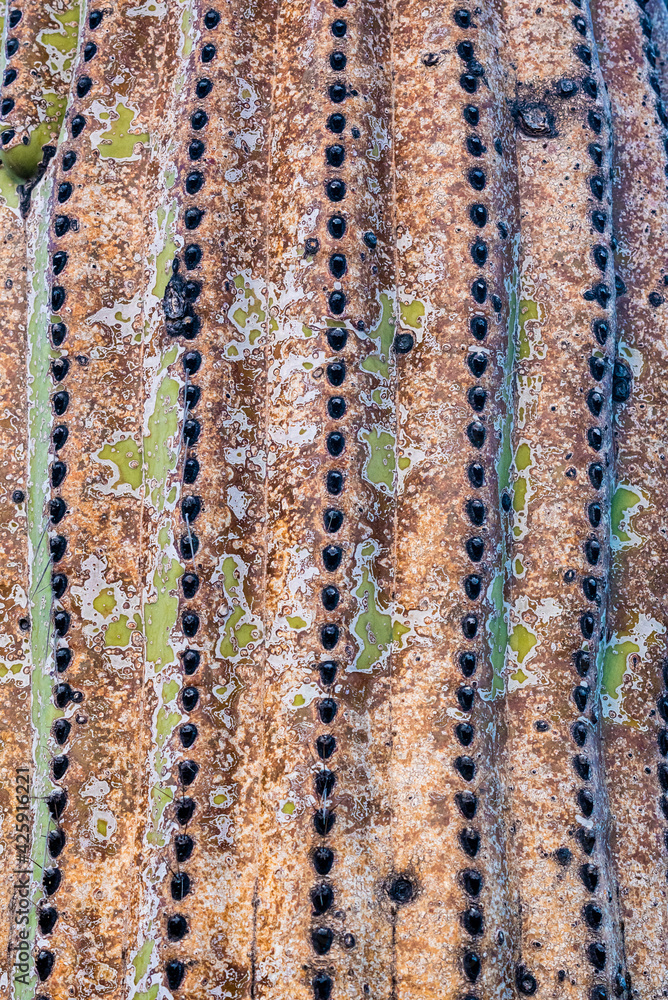 the rugged texture of a saguaro cactus in Arizona the rugged texture of a saguaro cactus in Arizona