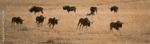 Black Wildebeest in Mokala Natiolal Park
