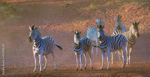 Zebras in Mokala National park