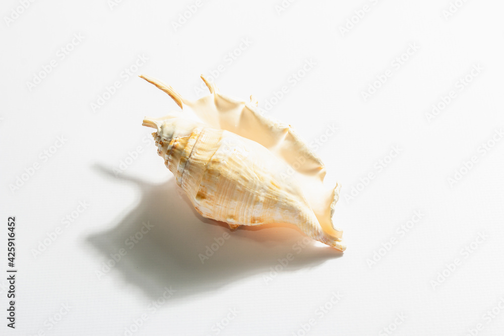Single seashell isolated on white background Single seashell isolated on white background