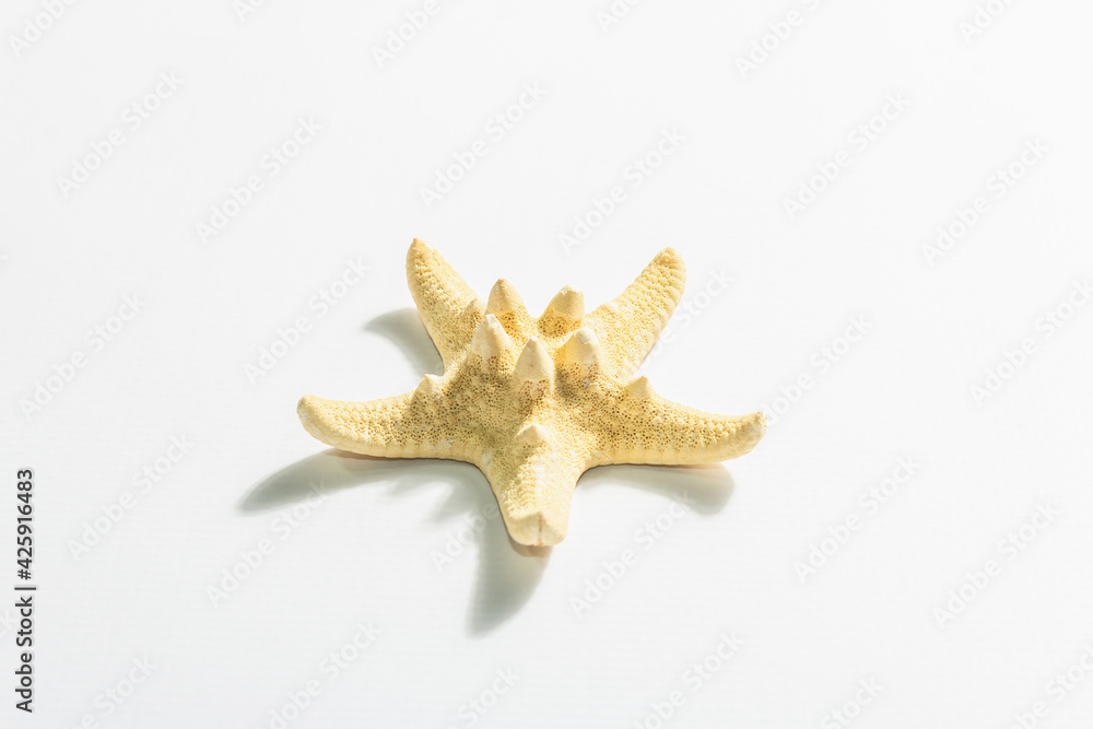 Single starfish isolated on white background Single starfish isolated on white background