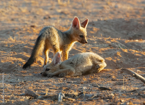 Cape Fox siblings in Kalahari desert © Pedro Aguirre V.