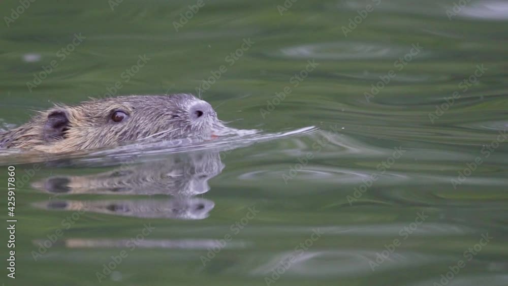 Close up of an adult coypu swimming peacefully on a pond searching for food. Slow motion. Close up of an adult coypu swimming peacefully on a pond searching for food. Slow motion.