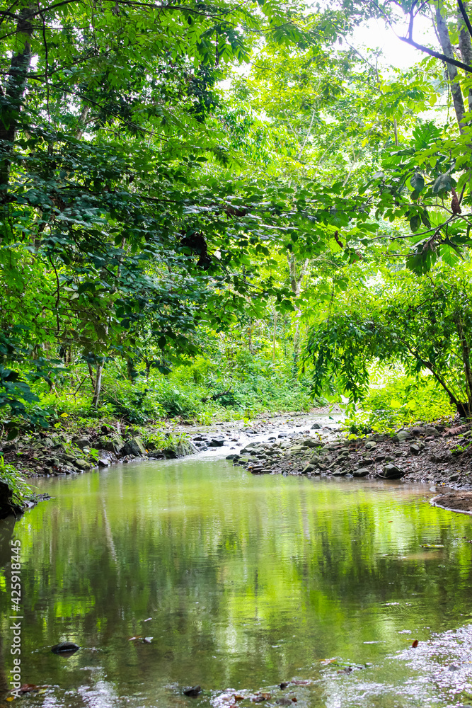jungle forest and sea Capurganá Chocó Colombia jungle forest and sea Capurganá Chocó Colombia
