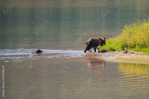 a cub bear following its mom across the river © michael