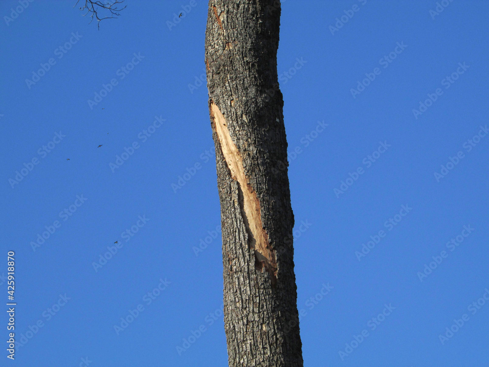 Fototapeta premium tree in the park