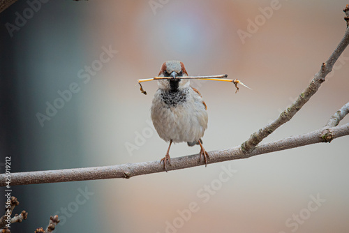 Canvas-taulu A sparrow perched on a branch with a stick in his mouth
