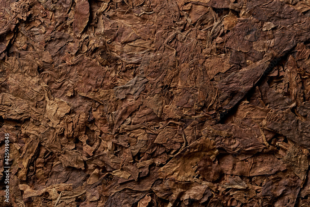Tobacco leaves pattern. High quality photo Tobacco leaves pattern. High quality photo