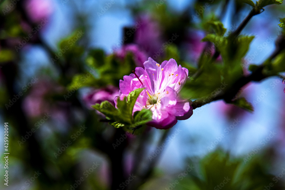 The beautiful wild flower in the spring garden. The beautiful wild flower in the spring garden.