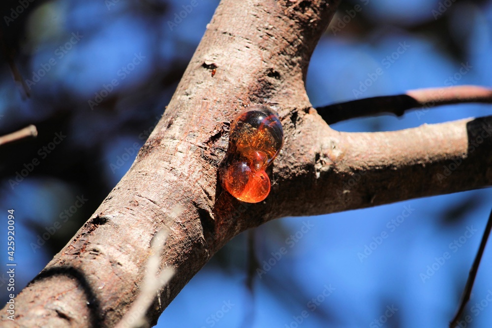Gum exuding from Acacia tree trunk due to stress, South Australia Gum exuding from Acacia tree trunk due to stress, South Australia