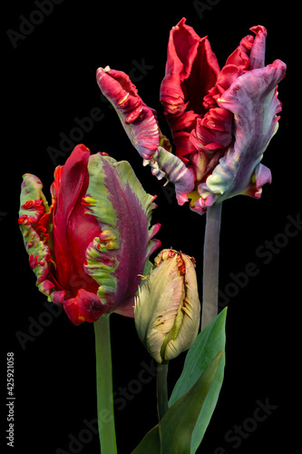 Red big dutch parrot tulip flowers close up. Isolated on black background photo