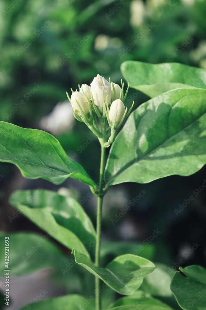 Beautiful of jasmine white flowers with leaves in garden Beautiful of jasmine white flowers with leaves in garden