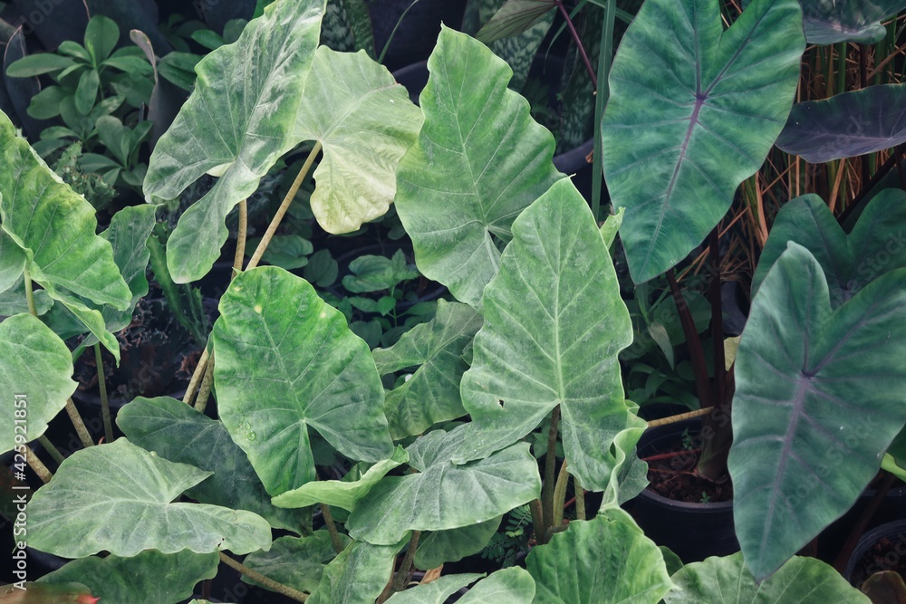 Beautiful of banana green tropical leaves background texture Beautiful of banana green tropical leaves background texture