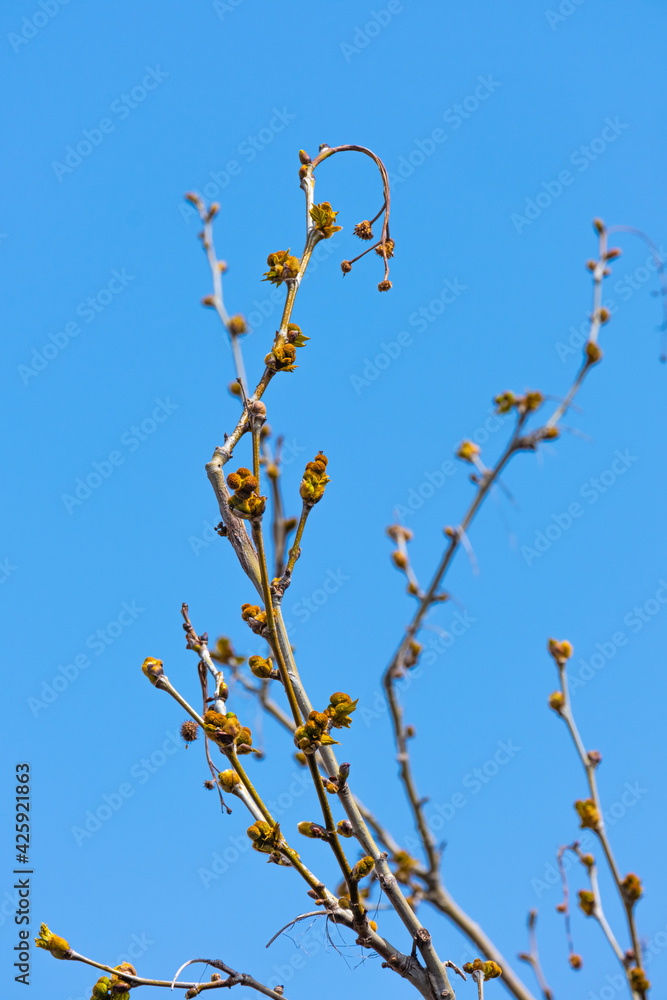 plane tree bud and branches, burgeon, plane tree bud and branches, burgeon,