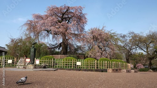 Kyoto,Japan-April 4, 2021:  The iconic weeping cherry tree, Shidarezakura, at Maruyama Park in Kyoto
 photo