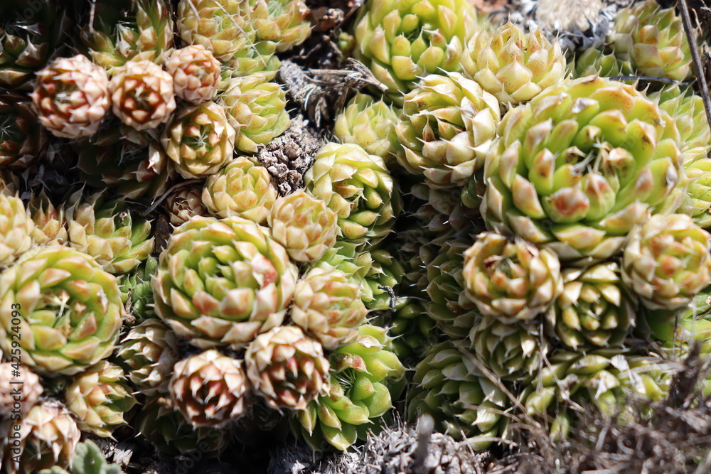 close up of a plant close up of a plant