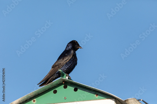 Purple martin bird Progne subis perches on a birdhouse in Marco Island, Florida with a leaf photo