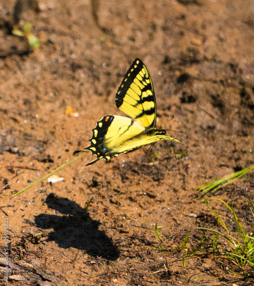 A butterfly A butterfly