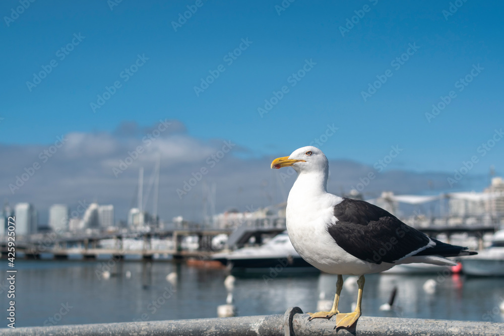 Obraz premium ANIMALES