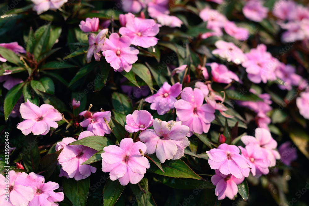 Beautiful pink impatiens flowers blossom in a garden, Spring season, Nature background Beautiful pink impatiens flowers blossom in a garden, Spring season, Nature background