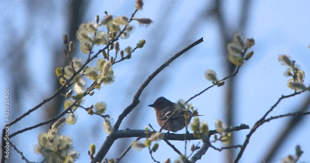 Chaffinch bird perched balancing Willow tree strong wind blowing slow motion Chaffinch bird perched balancing Willow tree strong wind blowing slow motion