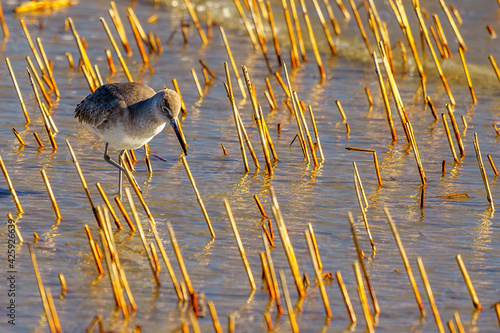 Whatever you do, ALIGNMENT and FOCUS are key, Willet working the reeds at Captain Sam's photo