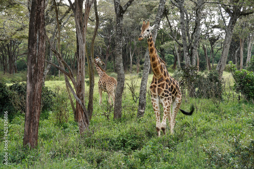Rothschild giraffes in forest  Nairobi  Kenya