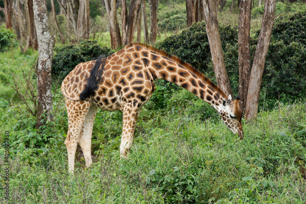 Rothschild giraffe browsing in forest, Nairobi, Kenya Rothschild giraffe browsing in forest, Nairobi, Kenya
