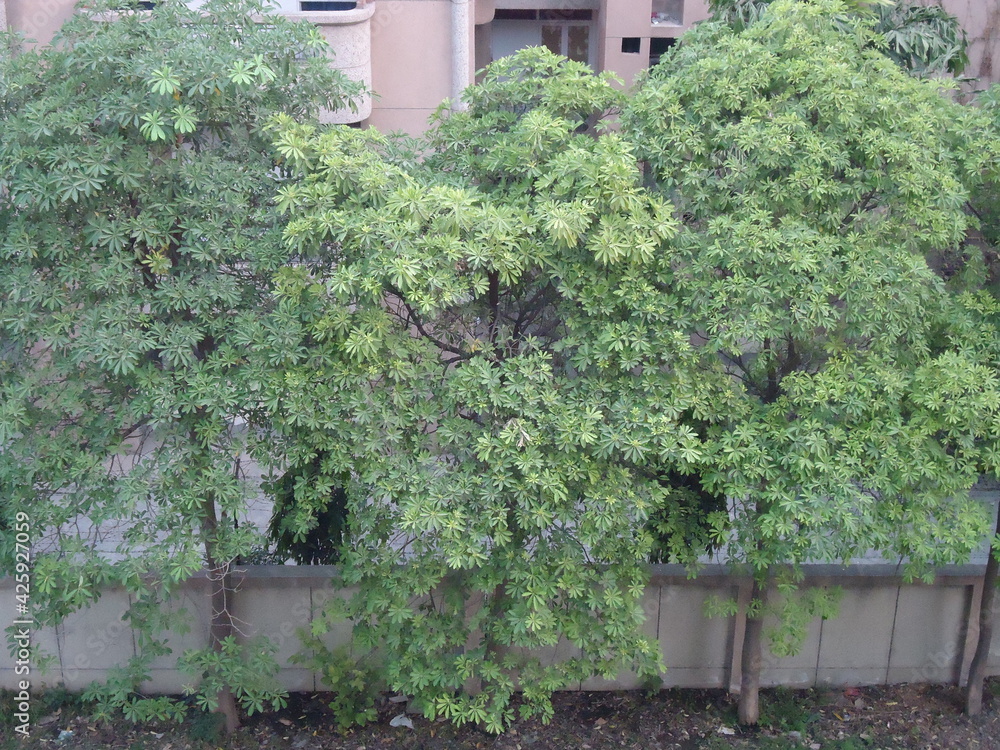 trees trees