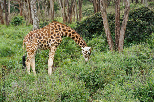Rothschild giraffe browsing in forest, Nairobi, Kenya
