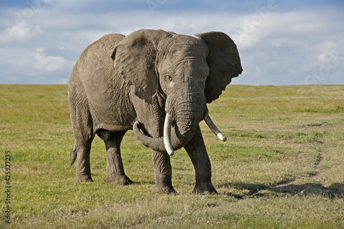 Solitary old bull elephant on grassland  Ol Pejeta Conservancy  Kenya
