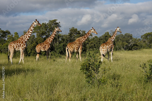 Fototapeta Naklejka Na Ścianę i Meble -  A journey (group) of reticulated giraffes, Ol Pejeta Conservancy, Kenya