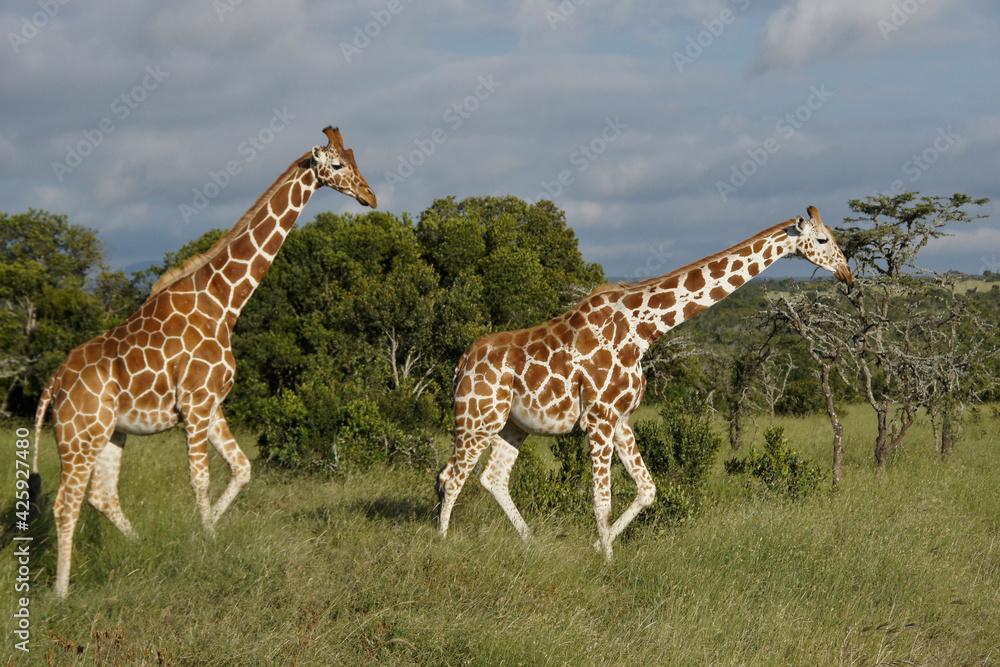 Fototapeta premium Reticulated giraffes (one on right with unusual pattern), Ol Pejeta Conservancy, Kenya