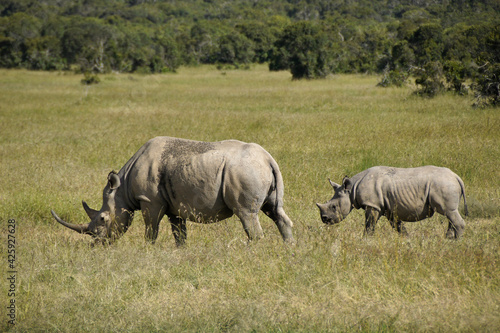 Fotografie Black rhinoceros with calf, Ol Pejeta Conservancy, Kenya