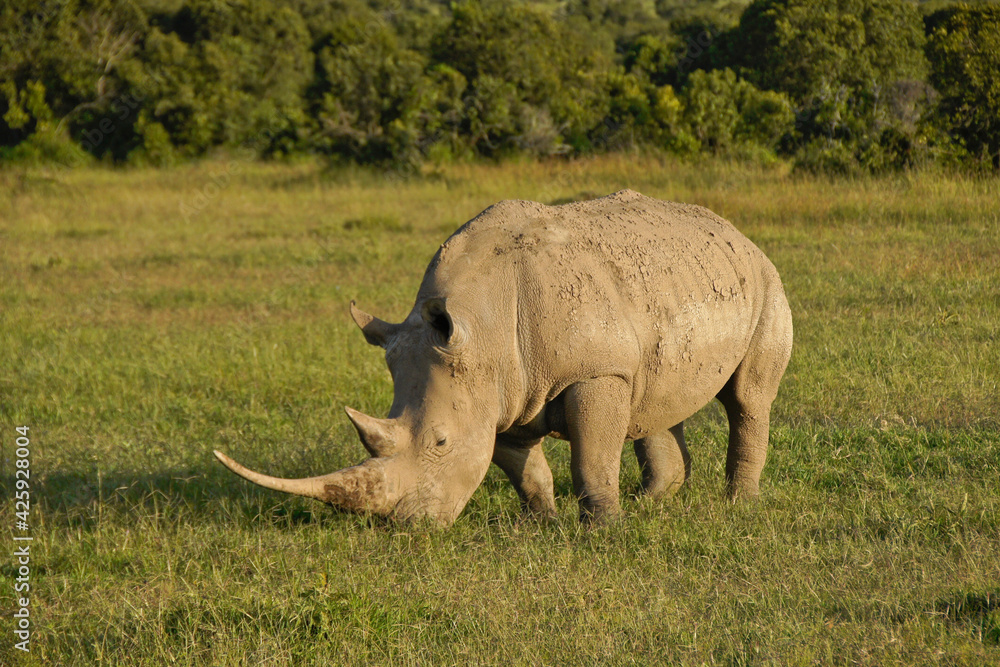 Fototapeta premium White rhinoceros with very long horn grazing in late-afternoon light, Ol Pejeta Conservancy, Kenya