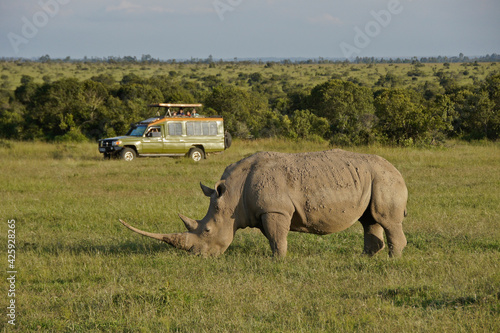 Tourists in safari vehicle view white rhinoceros grazing at Ol Pejeta Conservancy, Kenya photo