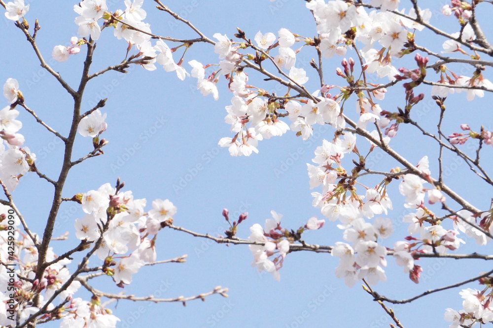 七分咲きの桜と青空/Cherry blossoms are not in full bloom under the blue sky 七分咲きの桜と青空/Cherry blossoms are not in full bloom under the blue sky