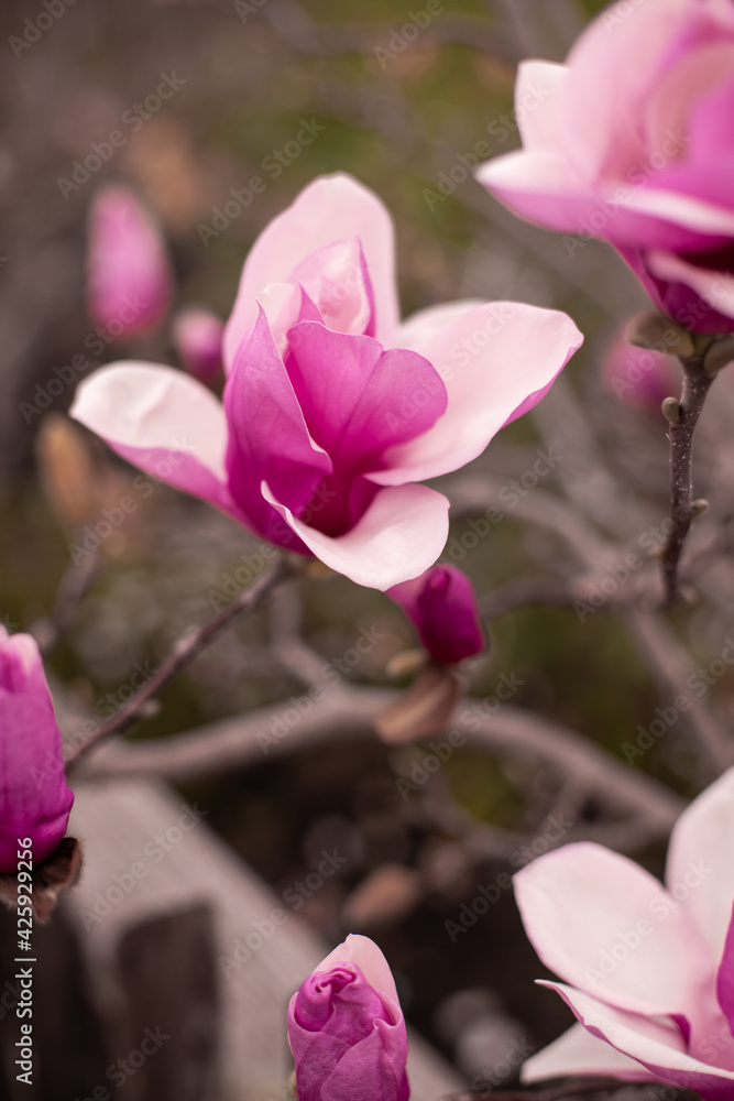 Magnolia Japanese pink white on brown background Magnolia Japanese pink white on brown background